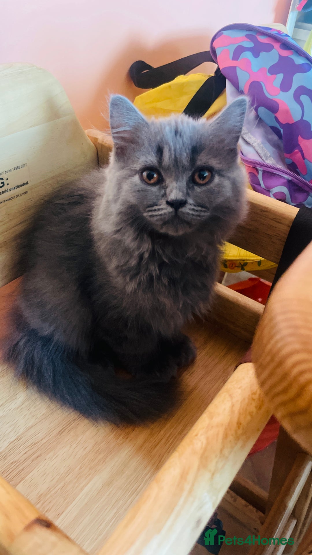 Scottish Fold cats for sale: Scottish straight girl and boy ready to go - Image 3