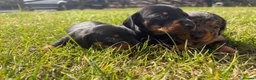 Miniature Dachshund dogs for sale: 5 stunning mini dachshunds for sale❤️🏡🥰 - Advert 7