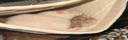 Rat rodents for sale: 1 yr old very friendly rat looking for new family  - Advert 3