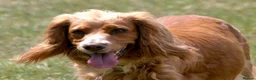 Cocker Spaniel dogs for sale: Ms Jacky Wallbridge  - Advert 1