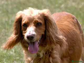 Cocker Spaniel dogs Ms Jacky Wallbridge - Advert 2