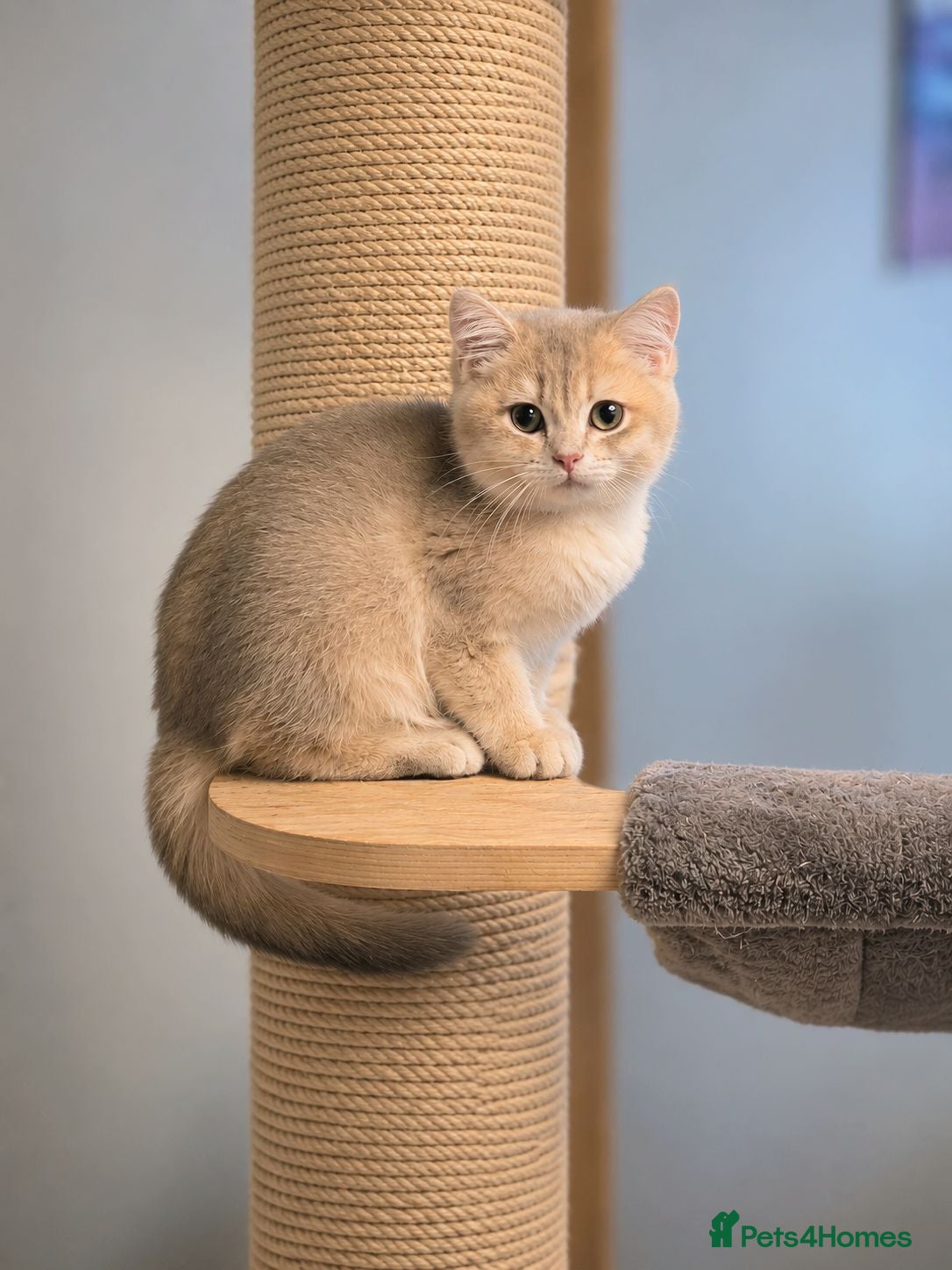 British Shorthair cats GCCF Blue Golden BSH Kitten – Ready Now - Advert 1