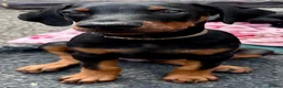 Dobermann dogs for sale: Health tested European puppies  - Advert 10