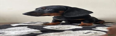 Miniature Dachshund 1