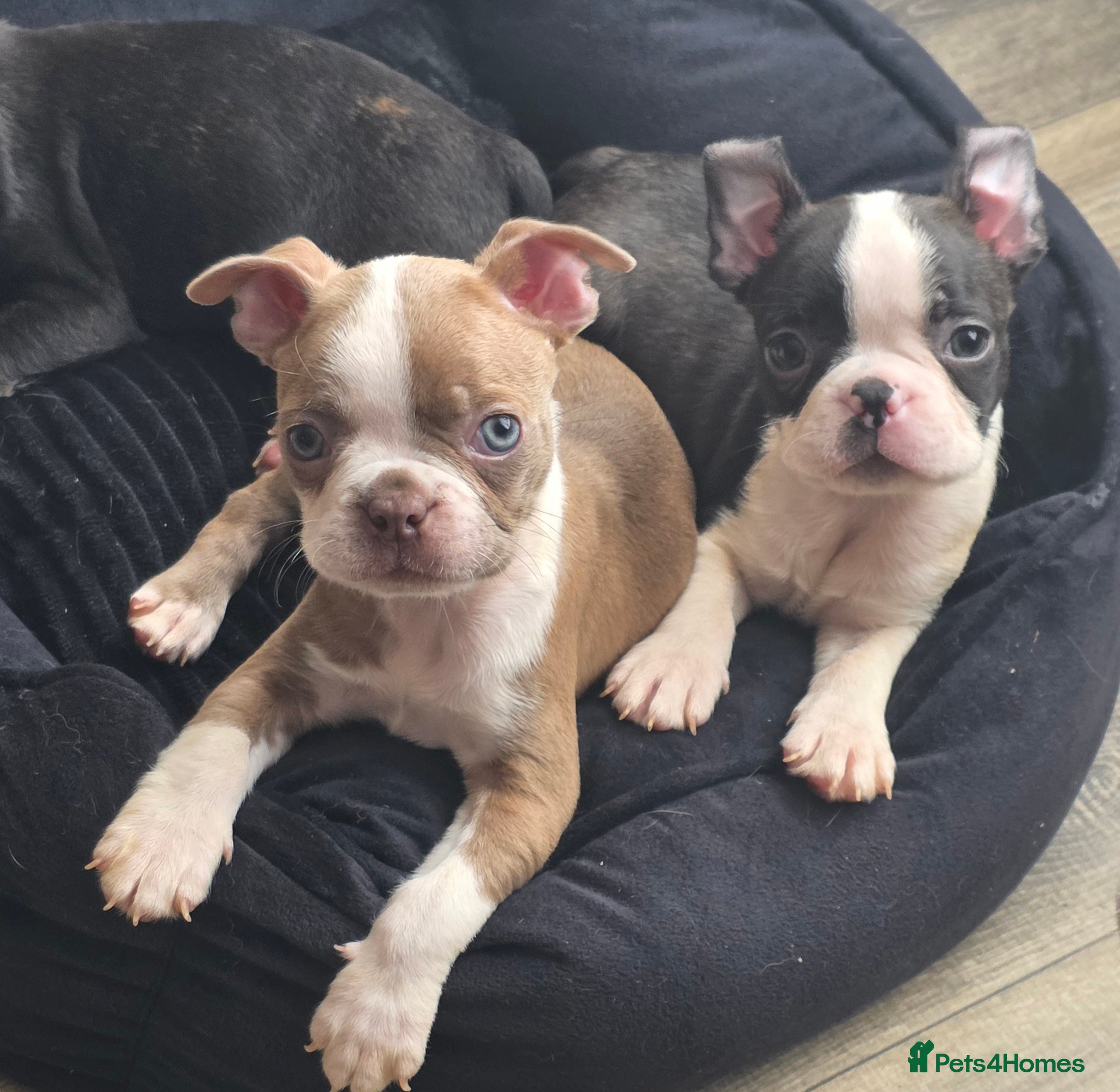 Boston Terrier dogs Stunning KC registered Boston Terrier puppies - Advert 1