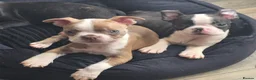 Boston Terrier dogs for sale: Ready now Stunning KC Boston Terrier puppies - Advert 4