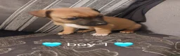 Jack Russell dogs for sale: Miniature Jack russell puppy's for sale  - Advert 5