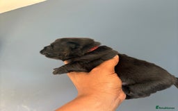 Chow Chow dogs for sale: Beautiful Chow Chow puppies  - Image 24