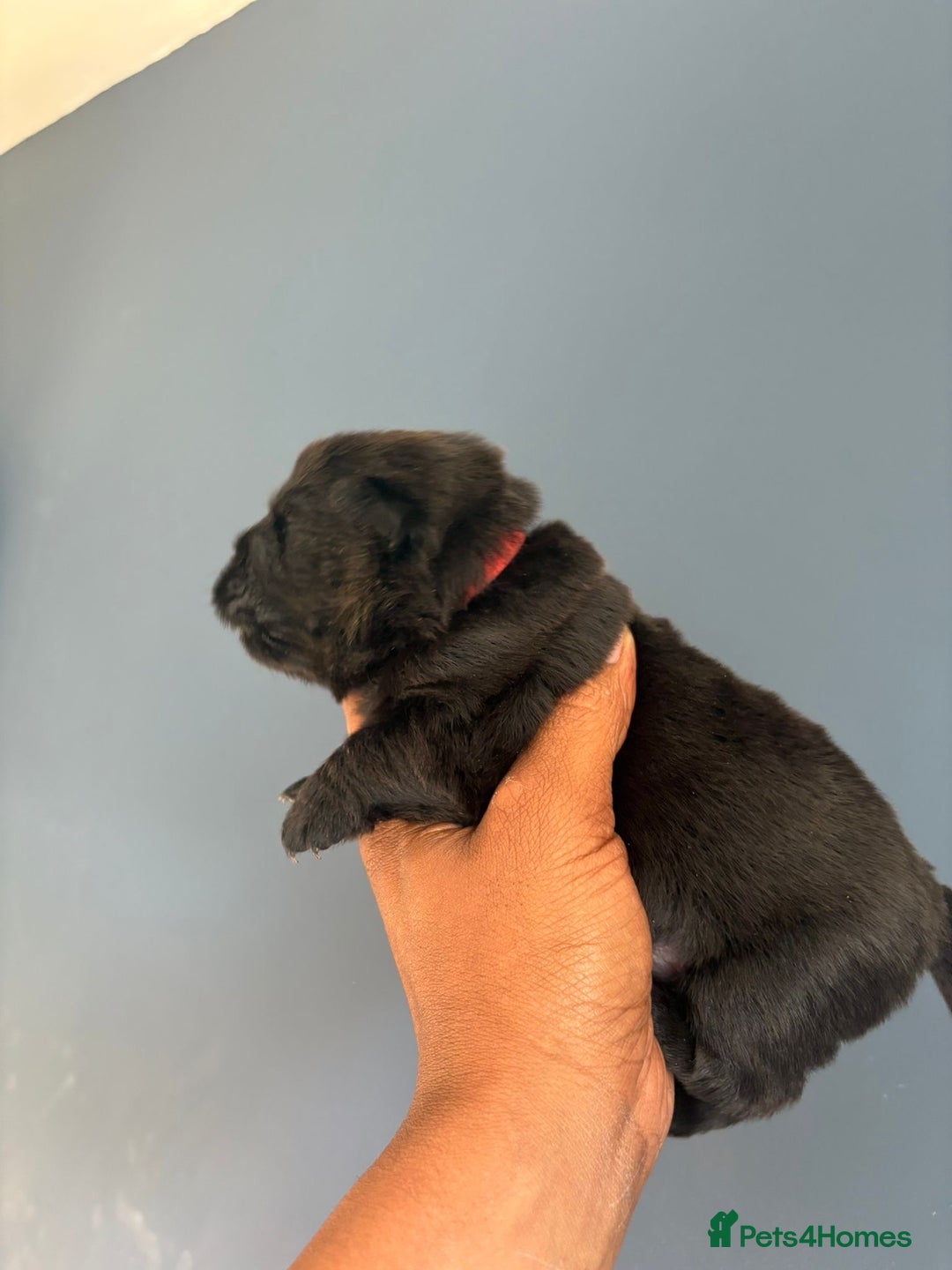 Chow Chow dogs for sale: Beautiful Chow Chow puppies  - Image 24