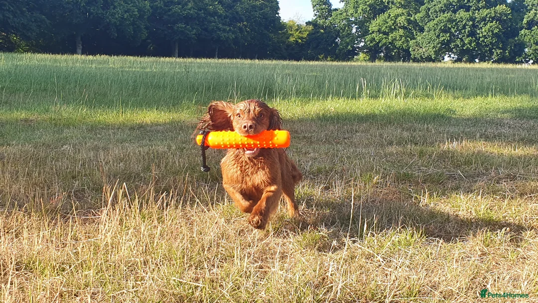 Cocker Spaniel dogs for stud: 💥HealthTested champ bred working cocker spaniel💥 in Cranbrook - Advert 8
