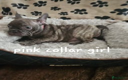 French Bulldog dogs for sale: Absolutely stunning chunky frenchbulldog puppies  - Image 8