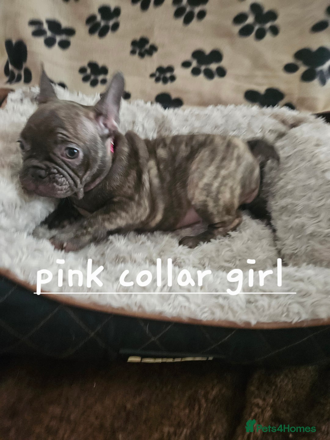 French Bulldog dogs for sale: Absolutely stunning chunky frenchbulldog puppies  - Image 8
