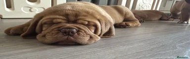 Dogue De Bordeaux Puppy 3