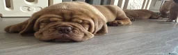 Dogue De Bordeaux dogs for sale: Beautiful Dogue De Bordeaux - Advert 3