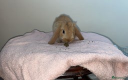 Mini Lop rabbits for sale: Mixed litter of mini lop babies for sale  - Image 7