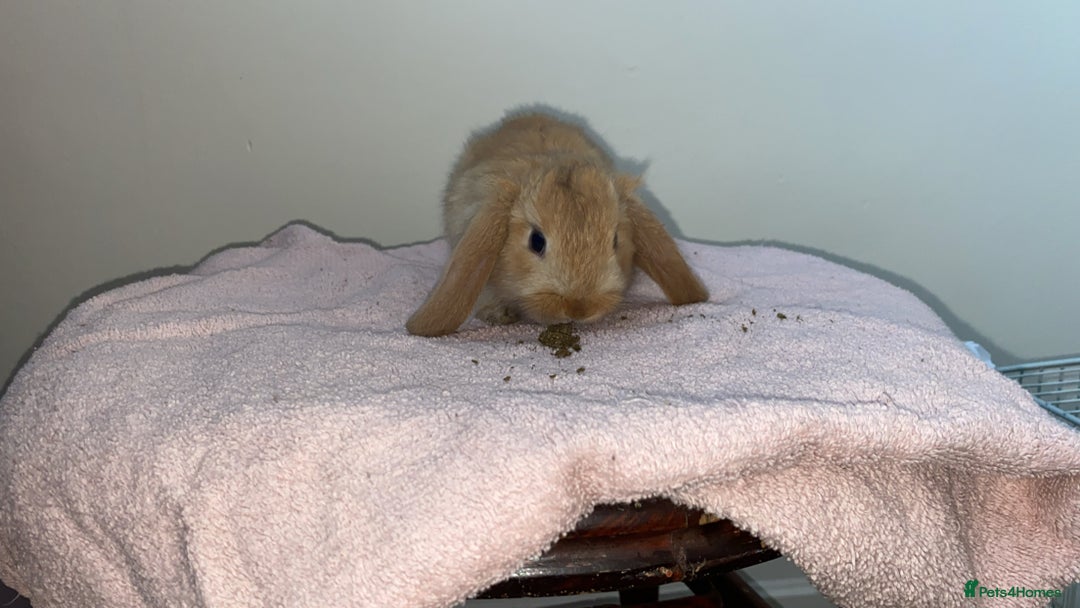 Mini Lop rabbits for sale: Mixed litter of mini lop babies for sale  - Image 7