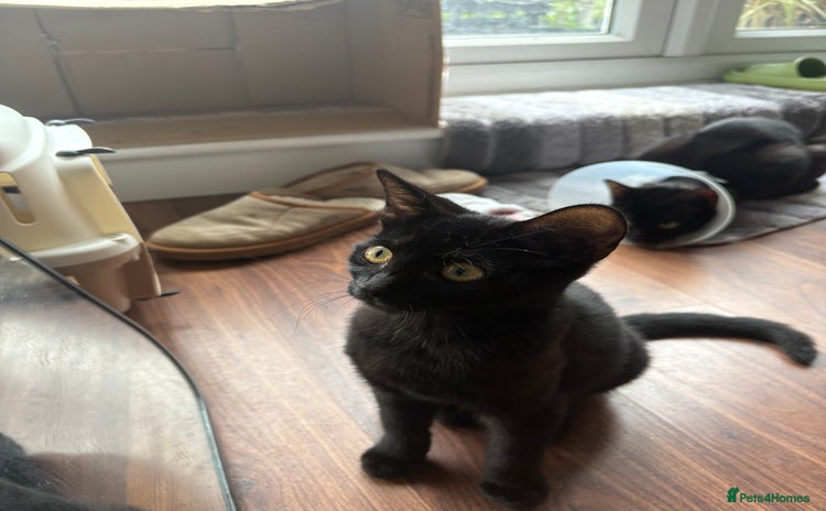 Mixed Breed cats - Advert 1