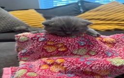 British Shorthair cats for sale: British short hair kittens  - Image 12