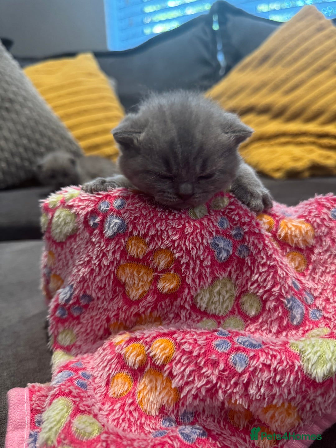 British Shorthair cats for sale: British short hair kittens  - Image 12