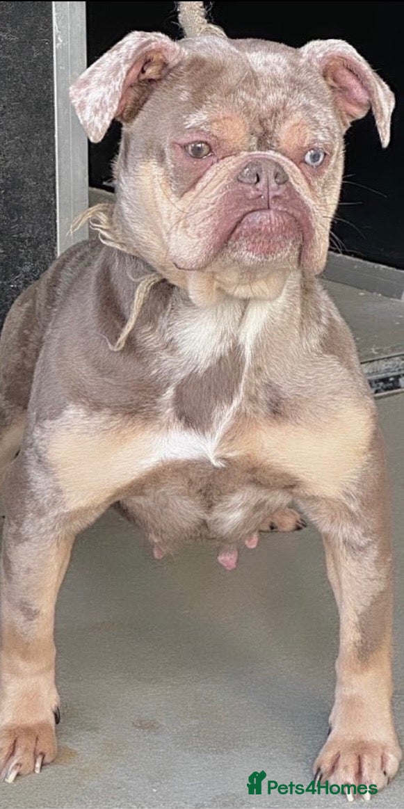 Olde English Bulldogge dogs Adult girl looking for new best friend  - Advert 16