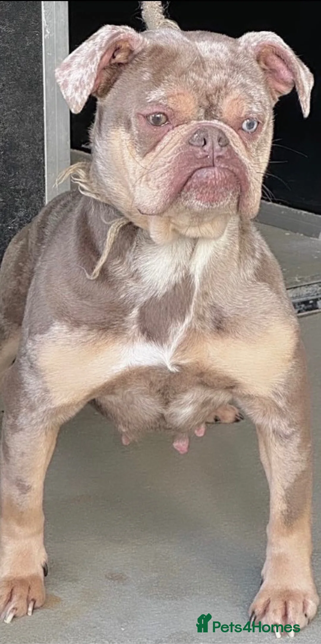 Olde English Bulldogge dogs for sale: Adult girl looking for new best friend  - Advert 1