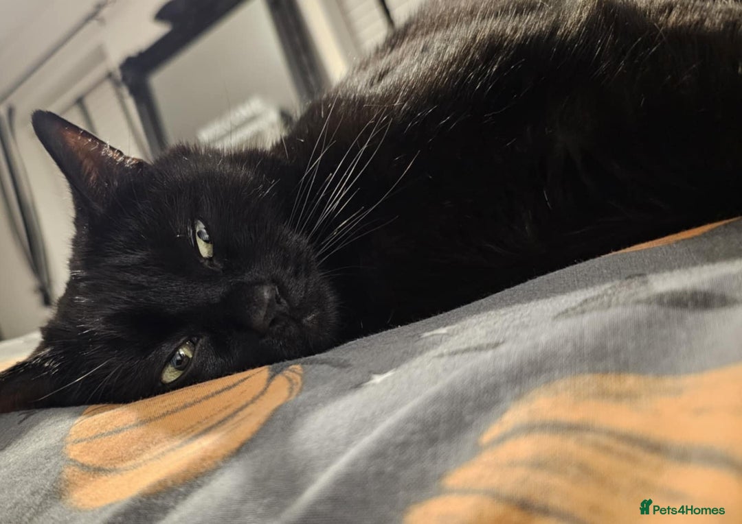 Domestic Shorthair cats for sale: Approx 5 year old Male black cat needs rehoming - Advert 1