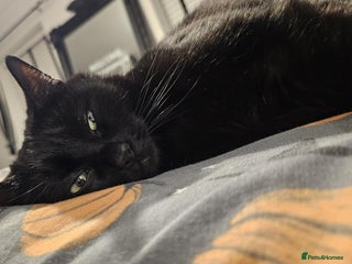 Domestic Shorthair cats Approx 5 year old Male black cat needs rehoming - Advert 1