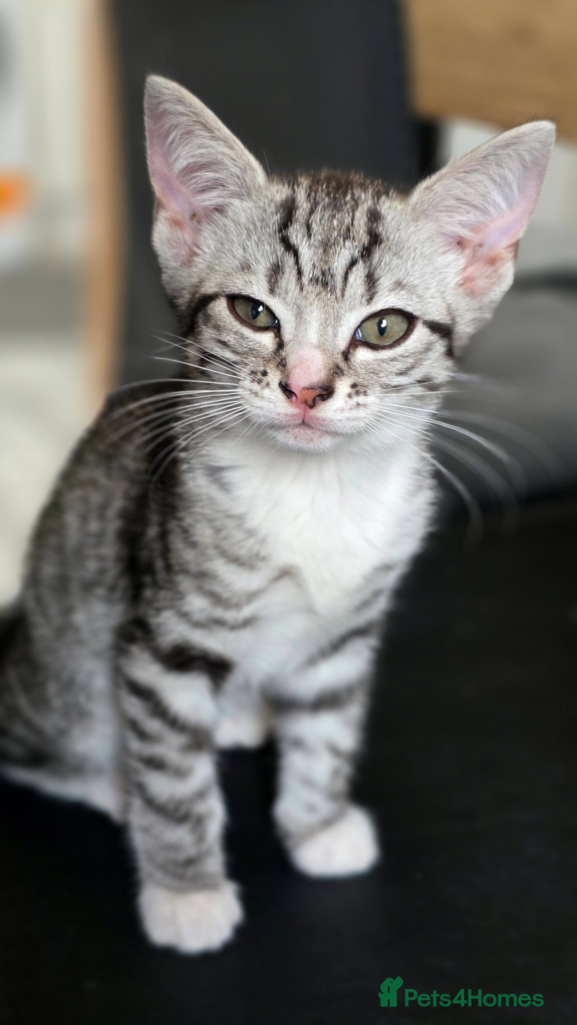 Mixed Breed cats 🐱 Bengal × Siamese Kittens for Sale 🐱 - Advert 11