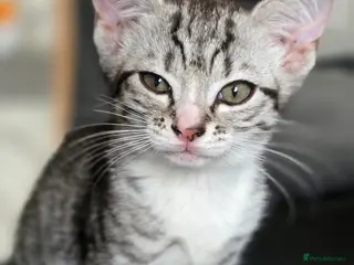 Mixed Breed cats 🐱 Bengal × Siamese Kitten for Sale 🐱 - Advert 1