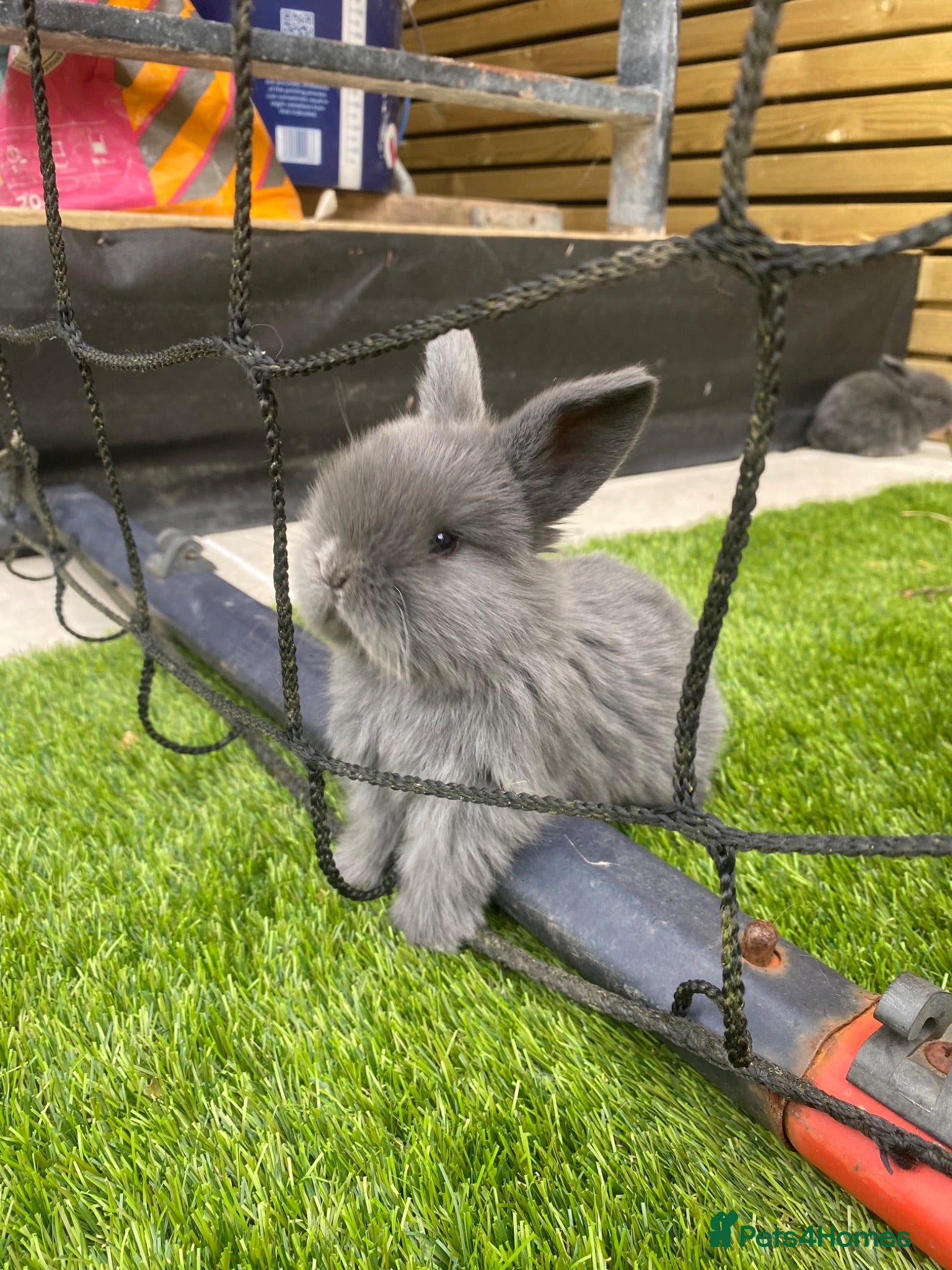 Mini Lop rabbits Beautiful baby mini lop bunnies 😍 - Advert 6