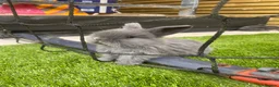 Mini Lop rabbits for sale: Beautiful baby mini lop bunnies 😍 - Advert 1