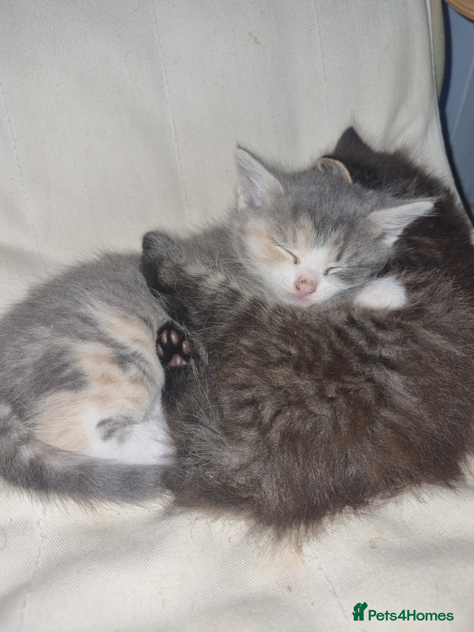 Mixed Breed cats 2 female tortishell  - Advert 12