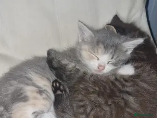 Mixed Breed cats 2 female tortishell - Advert 9