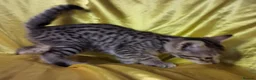 Savannah cats for sale: Super spotty Savannah kittens - Advert 8