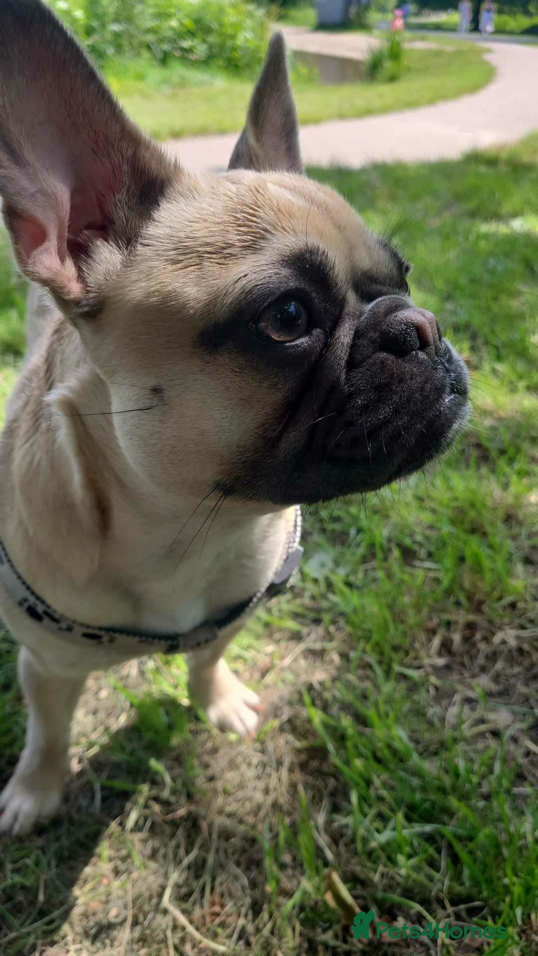 Frug dogs 3 year old female, French bulldog mixed with pug  - Advert 1