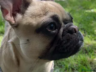 Frug dogs 3 year old female, French bulldog mixed with pug - Advert 1
