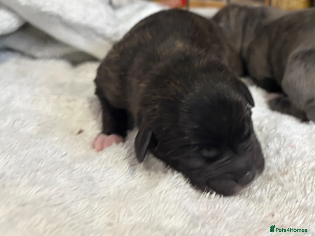 Mixed Breed dogs for sale: 1 brindle Boy staffy x bichon poodle in Slough - Advert 2