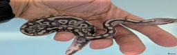Snake reptiles for sale: 🐍 Ball Python Hatchlings – Stunning Morphs - Advert 2