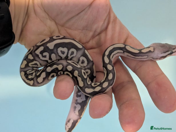 Snake reptiles - Advert 2