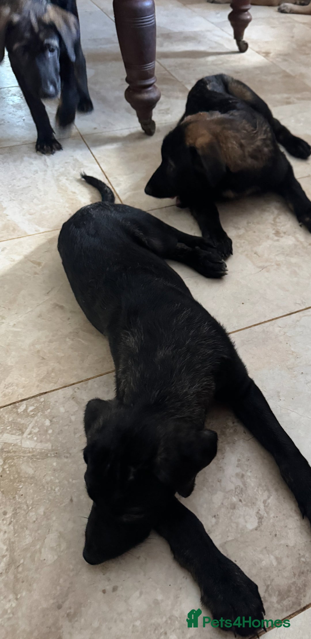 Mixed Breed dogs for sale: Belgian Malinois X Caucasian Shepherd  - Image 2