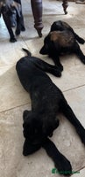 Mixed Breed dogs - Advert 5