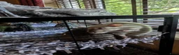 Rat rodents for sale: Pet rats with cage looking for a good home in Haverhill - Advert 7