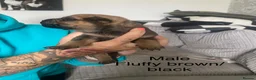 Mixed Breed dogs for sale: ROTTWEILER cross bullmastiff  in Preston - Advert 8