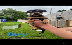 Australian Kelpie dogs for sale: Kelpie pups - Image 5