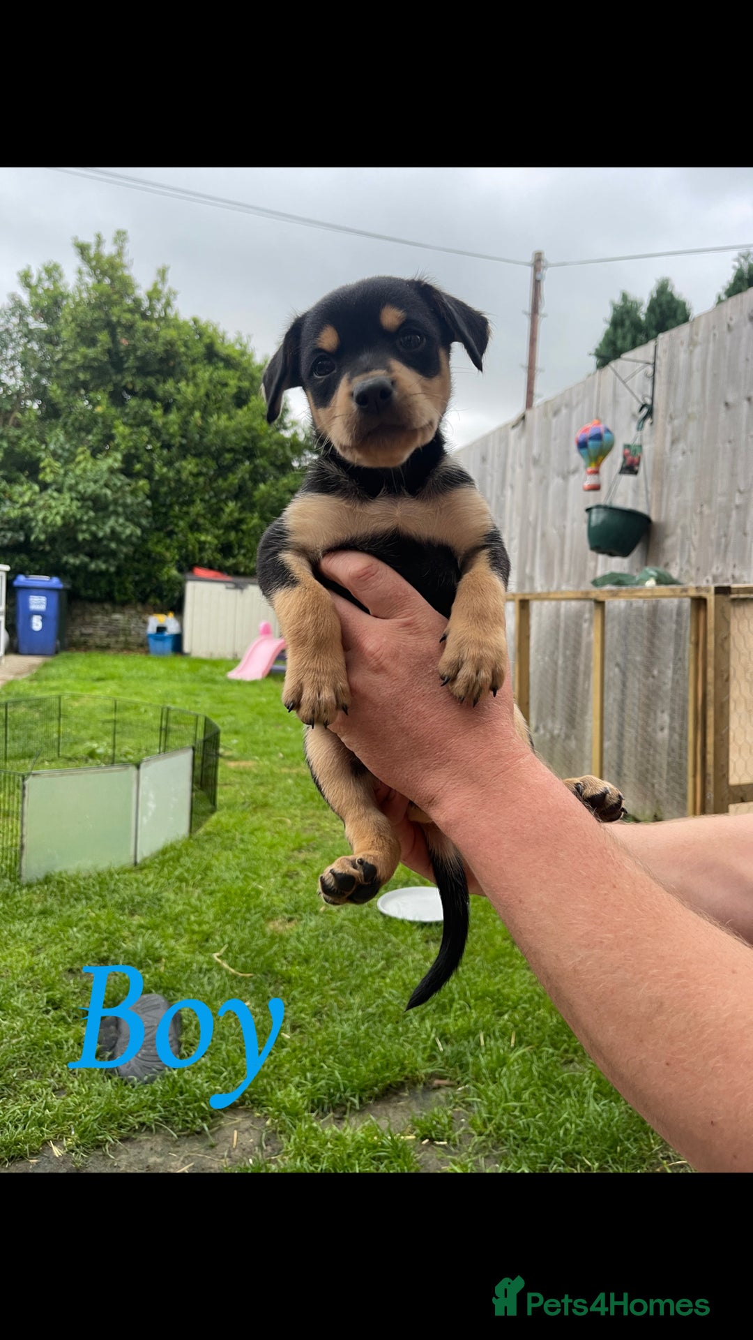 Australian Kelpie dogs for sale: Kelpie pups - Image 5