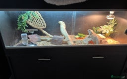 Bearded Dragon reptiles for sale: Bearded dragon and vivarium - Image 3