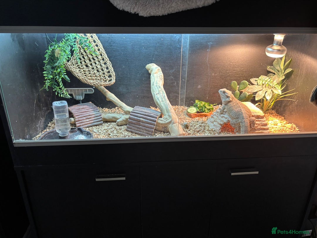 Bearded Dragon reptiles for sale: Bearded dragon and vivarium - Image 3