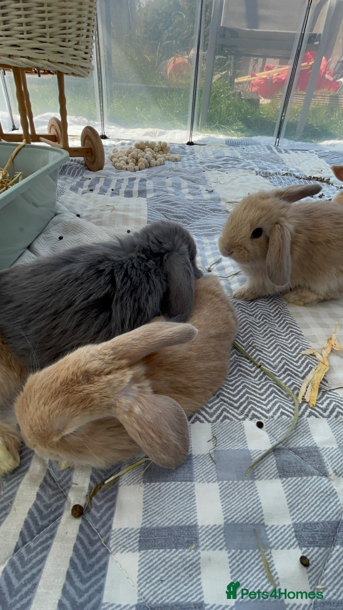 Mini Lop rabbits New born mini lop rabbits - Advert 2