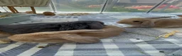 Mini Lop rabbits for sale: New born mini lop rabbits - Advert 9