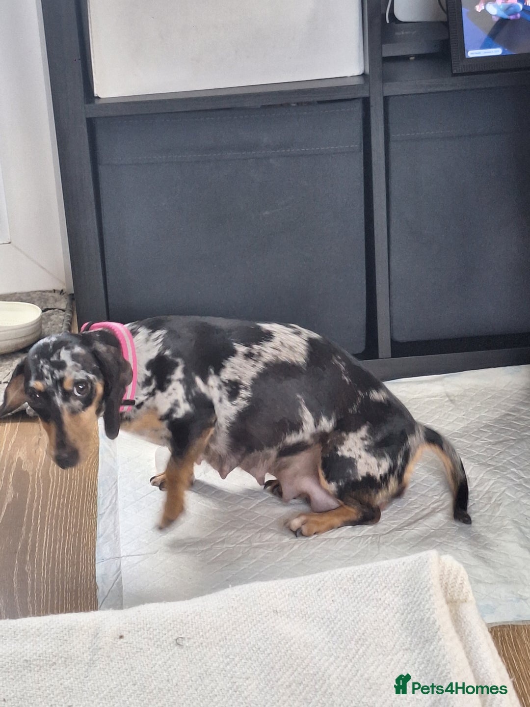 Miniature Dachshund dogs for sale: 4 beautiful mini dash's for sale - Image 6
